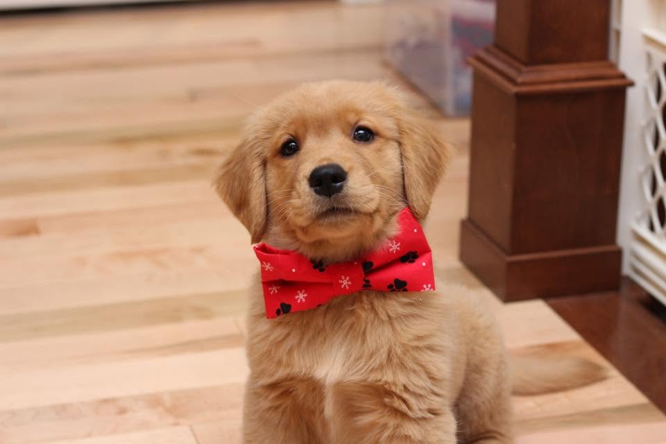 Bows